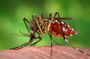 Read more about the article Sábado contra o Mosquito Aedes Aegypti no próximo dia 12