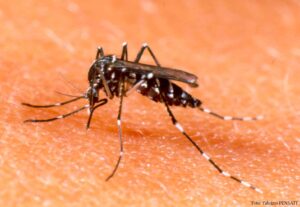Read more about the article Focos do mosquito da dengue encontrados em Xavantina