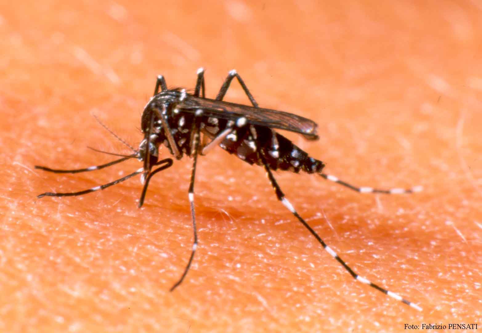 You are currently viewing Focos do mosquito da dengue encontrados em Xavantina