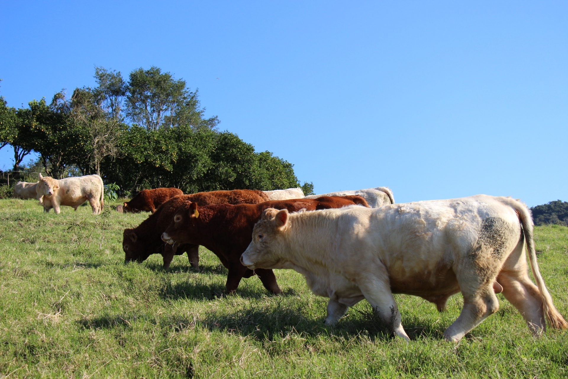 You are currently viewing Leilão de Gado e Ovinos terá 600 animais para a comercialização