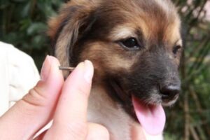 Read more about the article Implantação de microchips em cães e gatos inicia na próxima semana