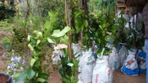 Read more about the article Secretaria de Agricultura e Meio Ambiente entrega mais de duas mil mudas frutíferas e ornamentais