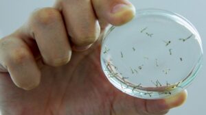 Read more about the article Novos focos do mosquito da dengue