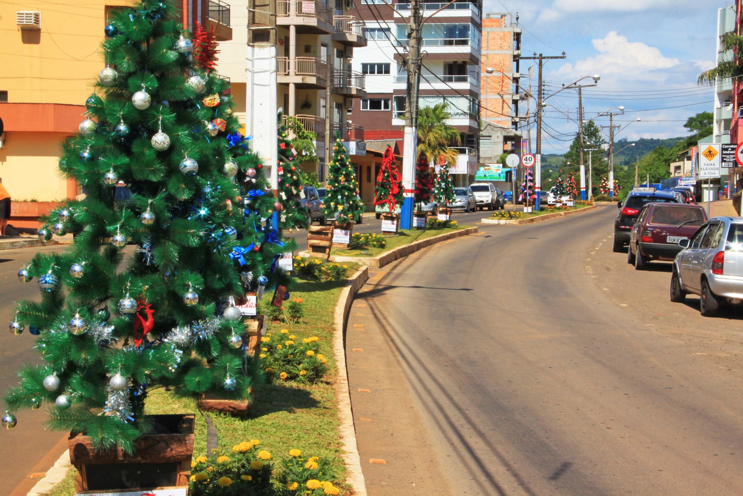 You are currently viewing Pinheiros da Avenida chamam a atenção em Piratuba