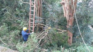 Read more about the article Consórcio Lambari acompanha trabalho de corte de árvores em área de risco, em Peritiba